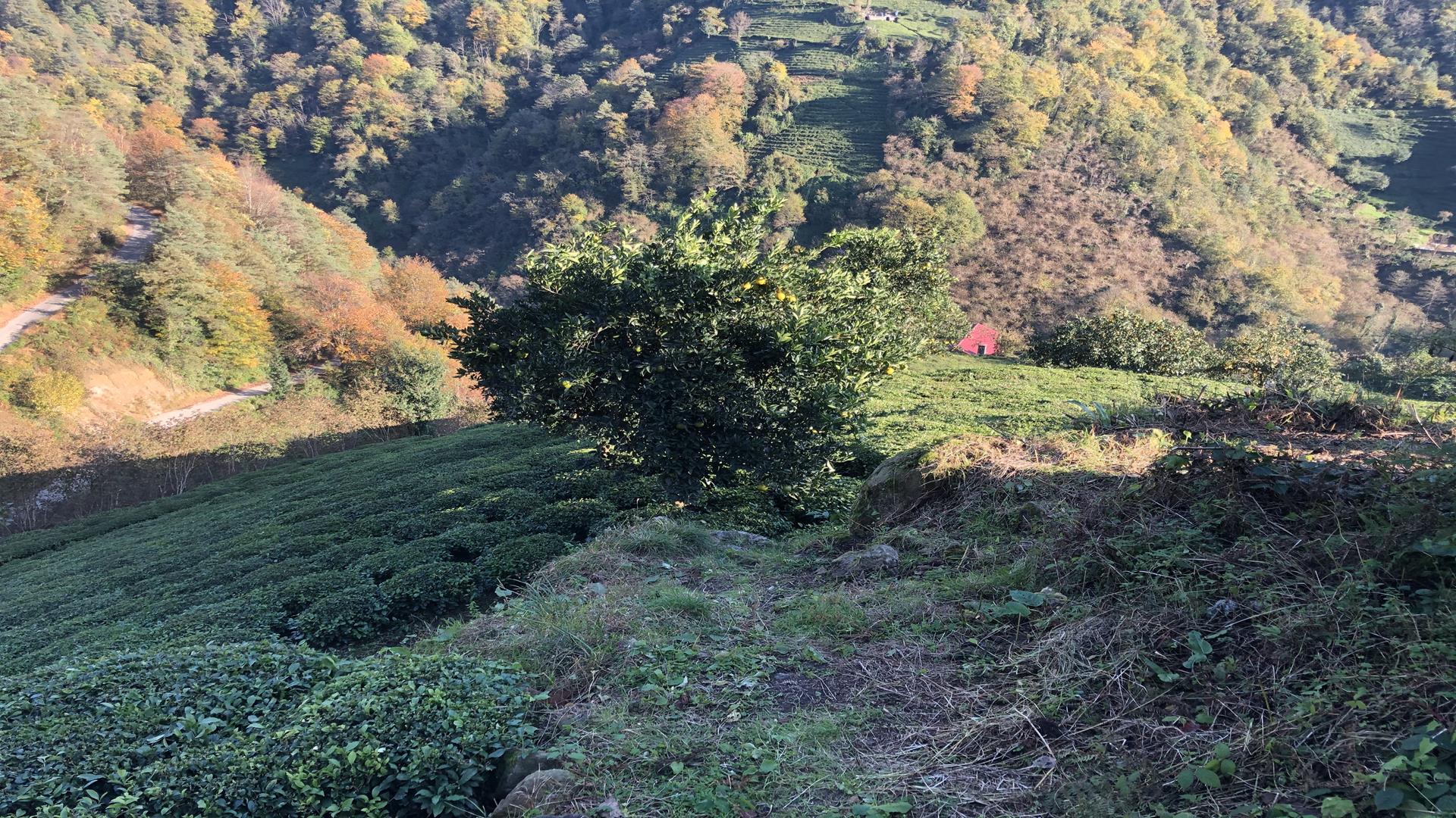 Satılık Trabzon / OF / YAZLIK MAHALLESİ