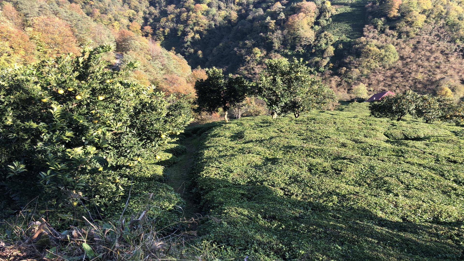 Satılık Trabzon / OF / YAZLIK MAHALLESİ
