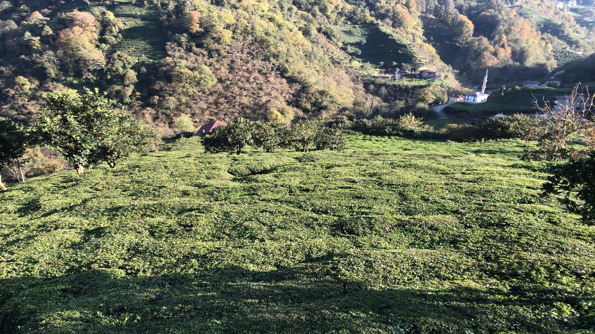 Satılık Trabzon / OF / YAZLIK MAHALLESİ