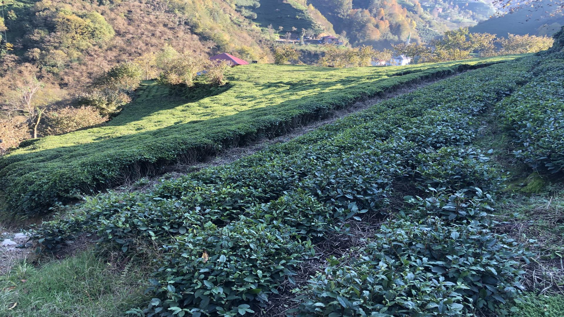 Satılık Trabzon / OF / YAZLIK MAHALLESİ