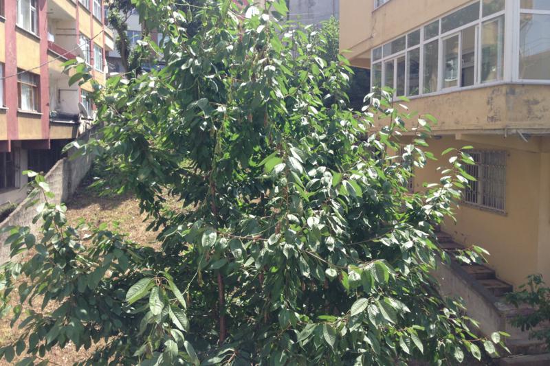 Kiralık Daire, Trabzon / MERKEZ / SOLAKLI MAH.
