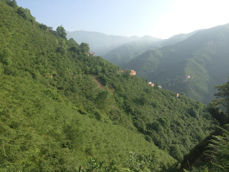 Satılık VERİMLİ ARAZİ, Trabzon / YOMRA