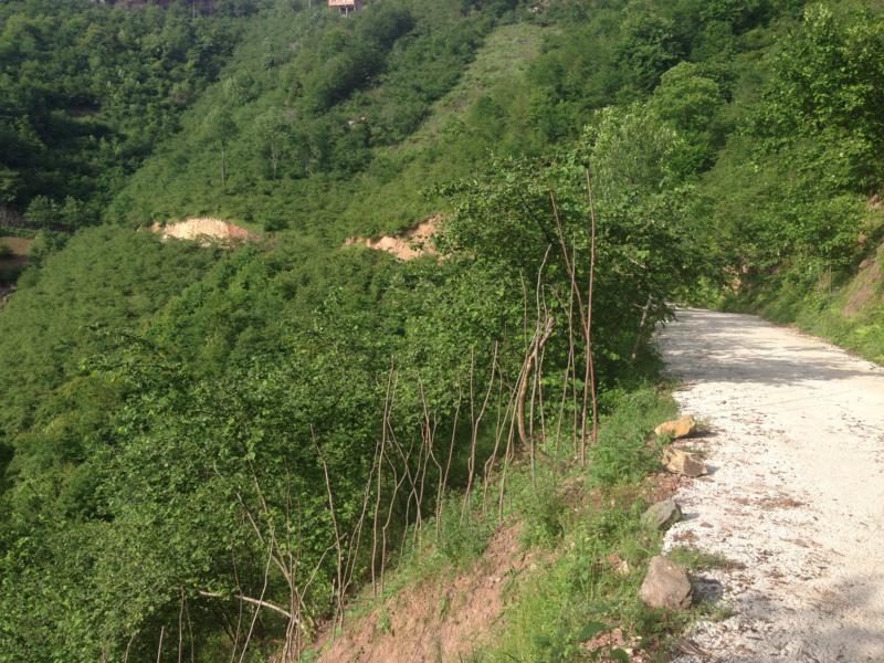 Satılık VERİMLİ ARAZİ, Trabzon / YOMRA