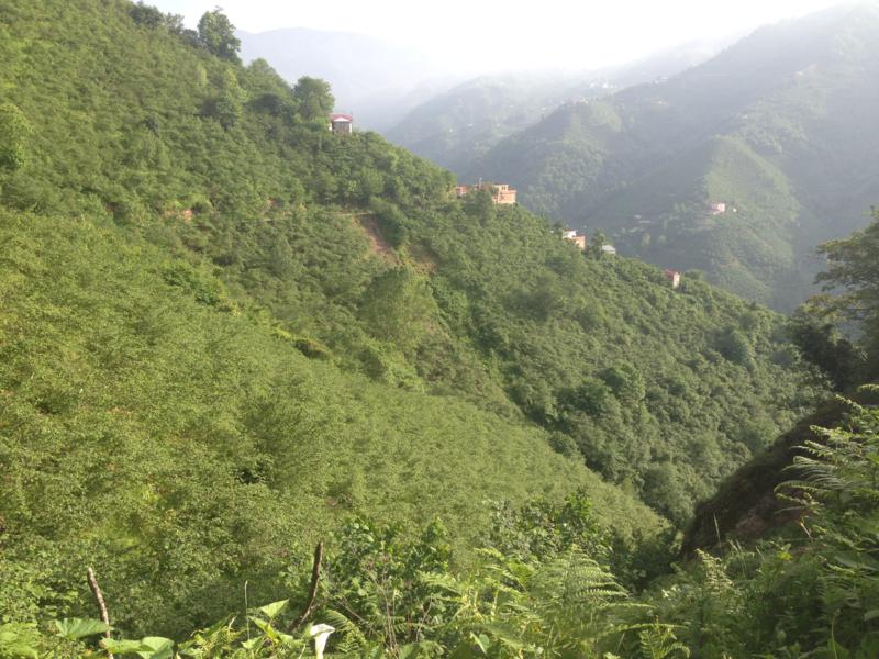 Satılık VERİMLİ ARAZİ, Trabzon / YOMRA