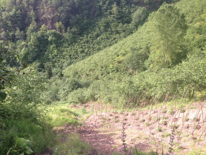 Satılık VERİMLİ ARAZİ, Trabzon / YOMRA