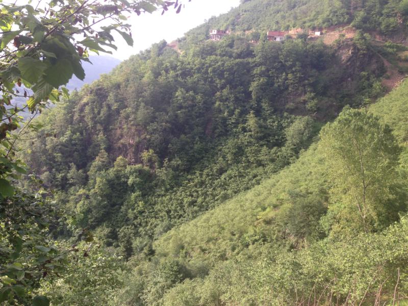 Satılık VERİMLİ ARAZİ, Trabzon / YOMRA
