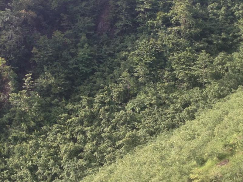 Satılık VERİMLİ ARAZİ, Trabzon / YOMRA
