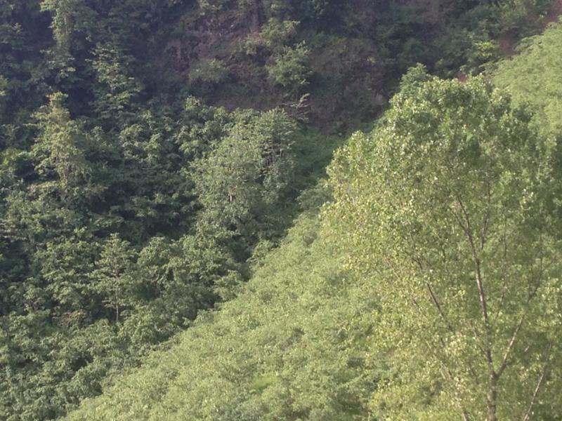 Satılık VERİMLİ ARAZİ, Trabzon / YOMRA