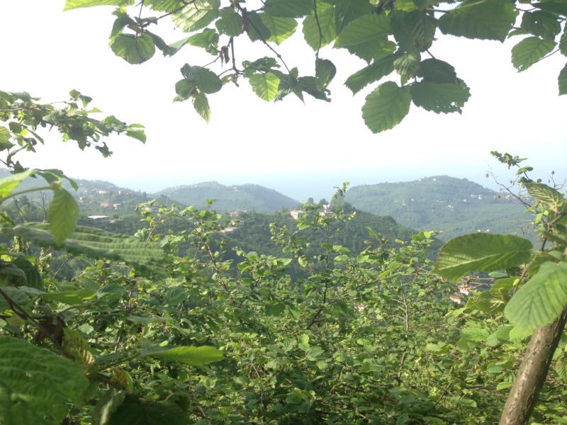 Satılık VERİMLİ ARAZİ, Trabzon / YOMRA