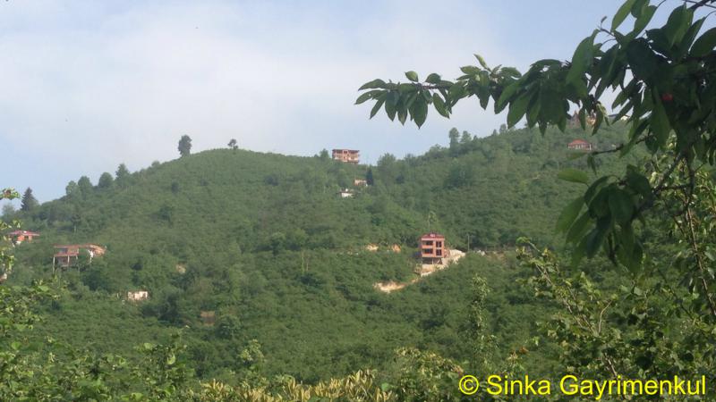 Satılık VERİMLİ ARAZİ, Trabzon / YOMRA