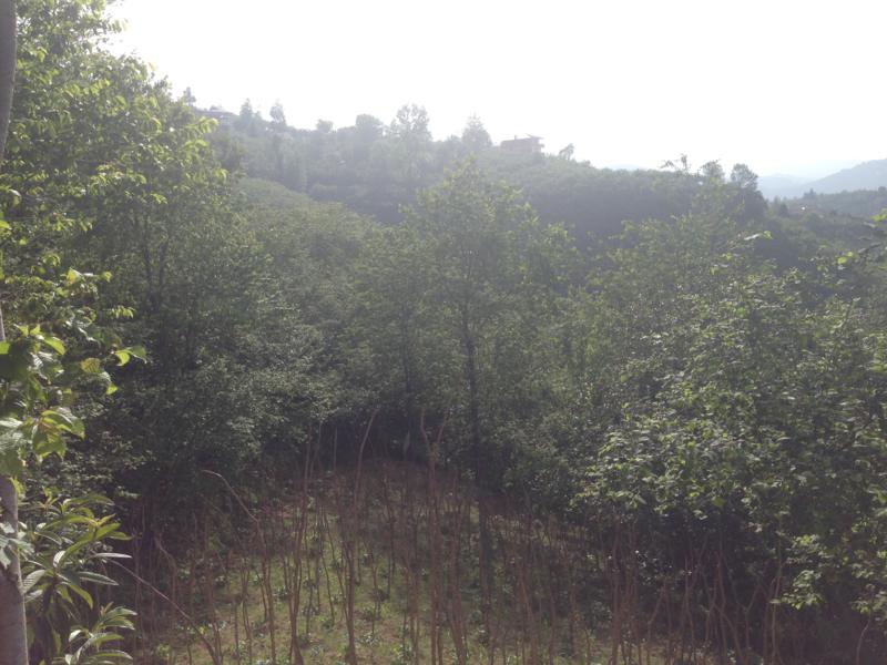 Satılık VERİMLİ ARAZİ, Trabzon / YOMRA