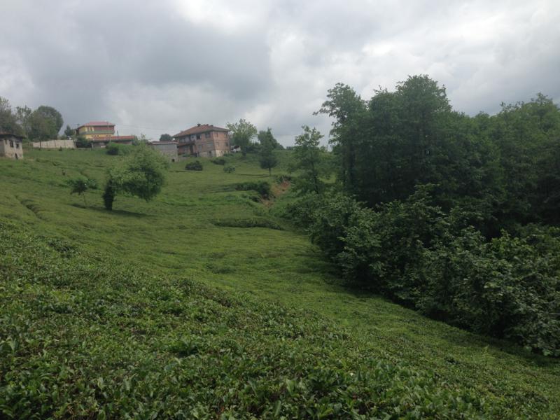 Satılık VERİMLİ ARAZİ, Trabzon / MERKEZ