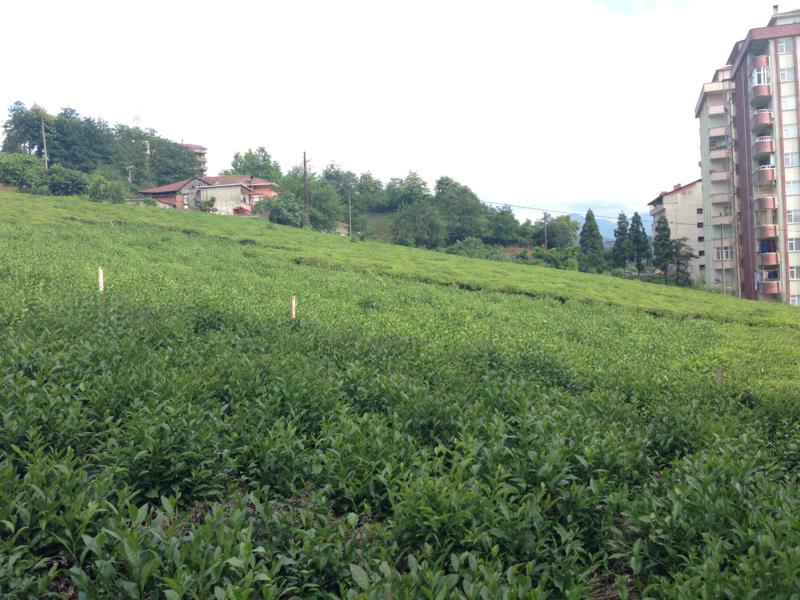 Satılık Trabzon / MERKEZ / SOLAKLI MAH.